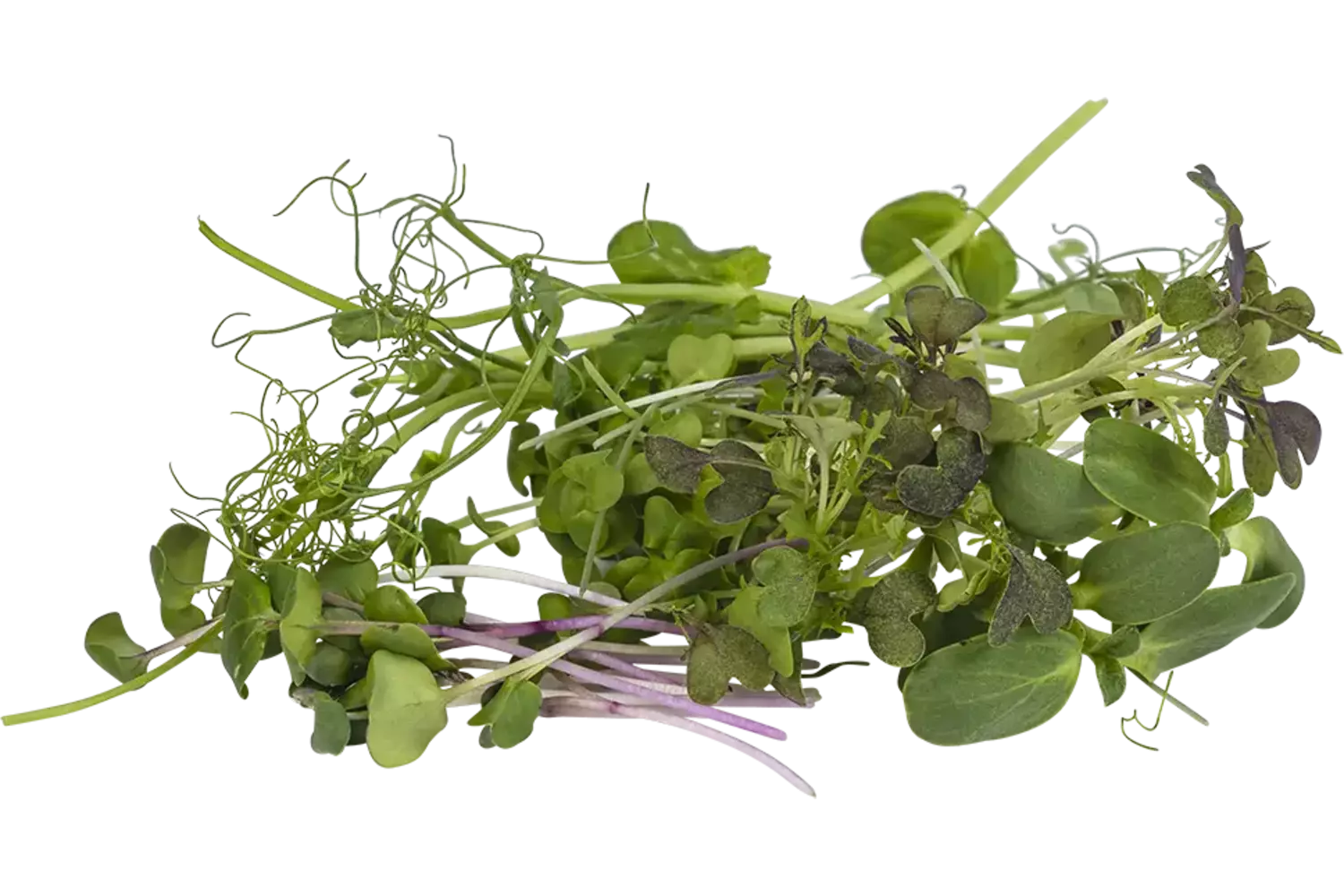 Microgroenten cress mix 7 soorten kist 18 stuks